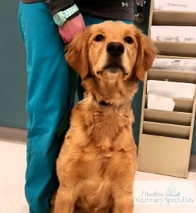 Copper feeling better and visiting everyone at MVS!